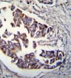 Anti-Rad9 (phospho Ser387) antibody used in IHC (Paraffin sections) (IHC-P). GTX50884