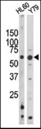 Anti-Rad9 (phospho Ser328) antibody used in Western Blot (WB). GTX50885