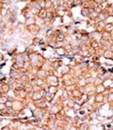 Anti-Rad9 (phospho Ser328) antibody used in IHC (Paraffin sections) (IHC-P). GTX50885