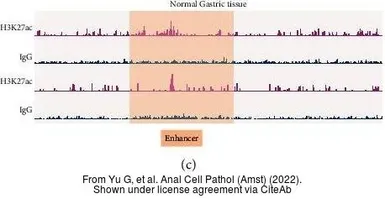 Anti-Histone H3K27ac (Acetyl Lys27) antibody [MABI0309] used in ChIP assay (ChIP assay). GTX50903