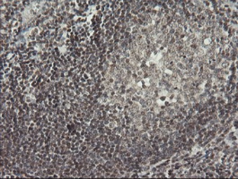 Anti-MCTS1 antibody [2G2] used in IHC (Paraffin sections) (IHC-P). GTX50967
