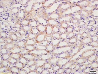 Anti-Prostaglandin E Receptor EP1 antibody used in IHC (Paraffin sections) (IHC-P). GTX50972