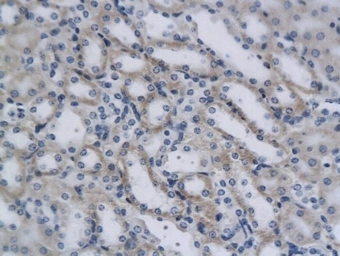 Anti-CD4 antibody used in IHC (Paraffin sections) (IHC-P). GTX50984