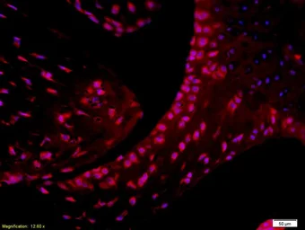 Anti-CD4 antibody used in IHC (Paraffin sections) (IHC-P). GTX50984