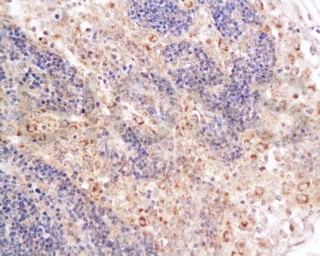 Anti-CD4 antibody used in IHC (Paraffin sections) (IHC-P). GTX50984