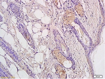 Anti-CD4 antibody used in IHC (Paraffin sections) (IHC-P). GTX50984