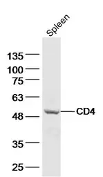 Anti-CD4 antibody used in Western Blot (WB). GTX50984