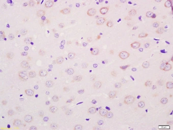 Anti-MCT8 antibody used in IHC (Paraffin sections) (IHC-P). GTX51095