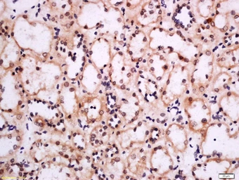 Anti-MCT8 antibody used in IHC (Paraffin sections) (IHC-P). GTX51095