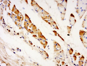 Anti-TXLNB antibody used in IHC (Paraffin sections) (IHC-P). GTX51247