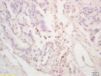 Anti-GGNBP2 antibody used in IHC (Paraffin sections) (IHC-P). GTX51277