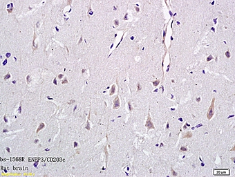 Anti-ENPP3 antibody used in IHC (Paraffin sections) (IHC-P). GTX51518
