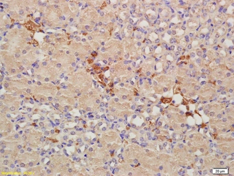 Anti-CRIM1 antibody used in IHC (Paraffin sections) (IHC-P). GTX51530
