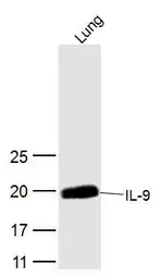 Anti-IL9 antibody used in Western Blot (WB). GTX51537