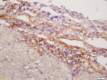 Anti-NFAM1 antibody used in IHC (Paraffin sections) (IHC-P). GTX51546
