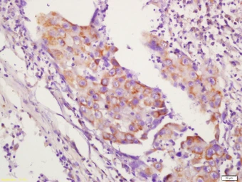 Anti-CD134 antibody used in IHC (Paraffin sections) (IHC-P). GTX51548