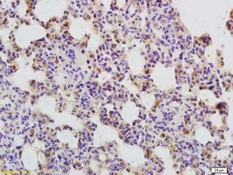 Anti-CD134 antibody used in IHC (Paraffin sections) (IHC-P). GTX51548