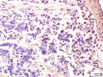 Anti-AMPK gamma 3 antibody used in IHC (Paraffin sections) (IHC-P). GTX51582