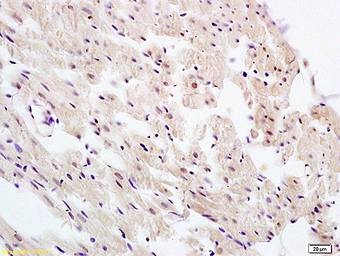 Anti-UBL7 antibody used in IHC (Paraffin sections) (IHC-P). GTX51584