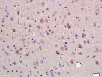 Anti-SYTL5 antibody used in IHC (Paraffin sections) (IHC-P). GTX51590