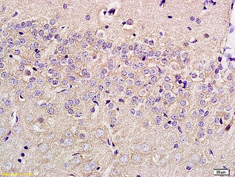 Anti-SLC29A4 antibody used in IHC (Paraffin sections) (IHC-P). GTX51592