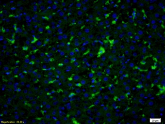 Anti-PGT antibody used in IHC (Paraffin sections) (IHC-P). GTX51606