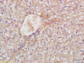 Anti-TREM1 antibody used in IHC (Paraffin sections) (IHC-P). GTX51612