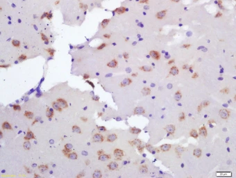 Anti-LASS2 antibody used in IHC (Paraffin sections) (IHC-P). GTX51624