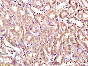 Anti-LASS2 antibody used in IHC (Paraffin sections) (IHC-P). GTX51624