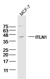 Anti-ITLN1 antibody used in Western Blot (WB). GTX51629