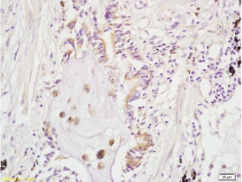 Anti-ARHGAP24 antibody used in IHC (Paraffin sections) (IHC-P). GTX51654