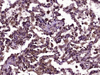 Anti-CD200 antibody used in IHC (Paraffin sections) (IHC-P). GTX51679