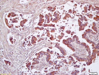 Anti-CD200 antibody used in IHC (Paraffin sections) (IHC-P). GTX51679