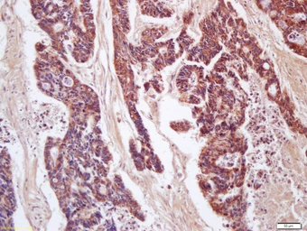 Anti-CD200 antibody used in IHC (Paraffin sections) (IHC-P). GTX51679