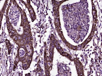 Anti-CD200 antibody used in IHC (Paraffin sections) (IHC-P). GTX51679