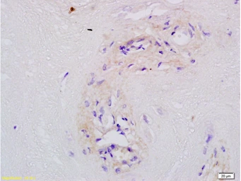 Anti-MFSD2A antibody used in IHC (Paraffin sections) (IHC-P). GTX51685
