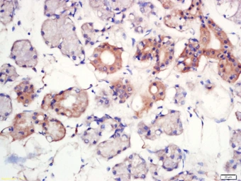 Anti-MFSD2A antibody used in IHC (Paraffin sections) (IHC-P). GTX51685