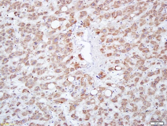 Anti-MFSD2A antibody used in IHC (Paraffin sections) (IHC-P). GTX51685