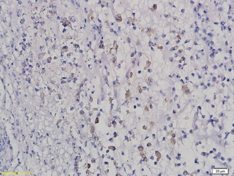 Anti-HOXB8 antibody used in IHC (Paraffin sections) (IHC-P). GTX51728