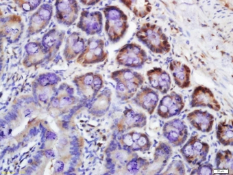 Anti-RNF122 antibody used in IHC (Paraffin sections) (IHC-P). GTX51802