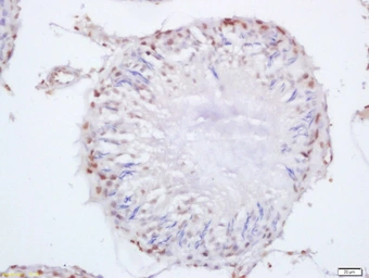 Anti-SEPT14 antibody used in IHC (Paraffin sections) (IHC-P). GTX51822