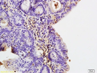 Anti-COLEC10 antibody used in IHC (Paraffin sections) (IHC-P). GTX51860