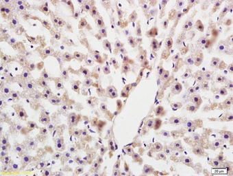 Anti-COLEC10 antibody used in IHC (Paraffin sections) (IHC-P). GTX51860