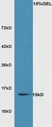 Anti-SRX1 antibody used in Western Blot (WB). GTX51959