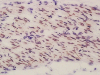 Anti-BEND3 antibody used in IHC (Paraffin sections) (IHC-P). GTX51985