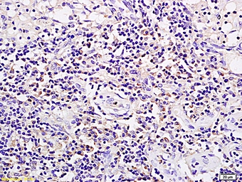 Anti-SPP24 antibody used in IHC (Paraffin sections) (IHC-P). GTX51998