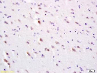 Anti-SLC30A3 antibody used in IHC (Paraffin sections) (IHC-P). GTX52009