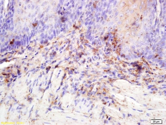Anti-CASKIN2 antibody used in IHC (Paraffin sections) (IHC-P). GTX52153