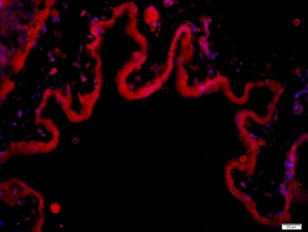 Anti-MMRN1 antibody used in IHC (Paraffin sections) (IHC-P). GTX52272