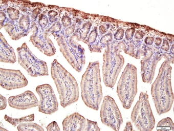 Anti-MMRN1 antibody used in IHC (Paraffin sections) (IHC-P). GTX52272
